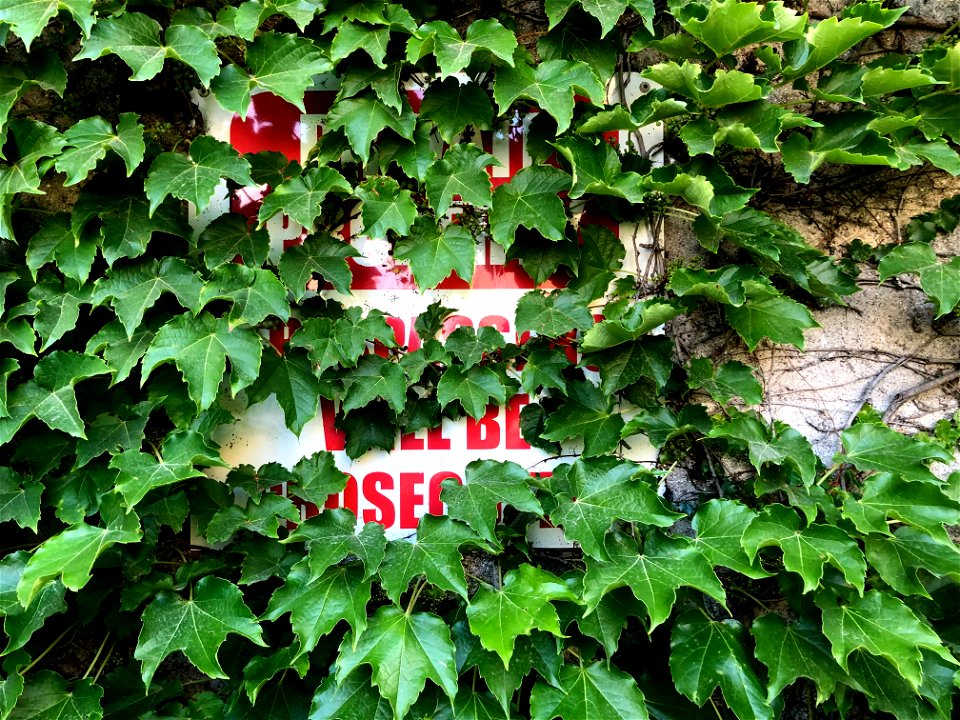 2022/365/218 Yes, I Said "Will Be Osec"