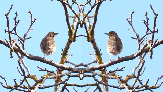 Singdrossel - Spiegelbild