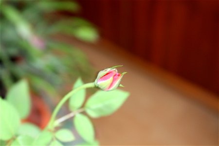 trandafir_mic2012_0408_084038