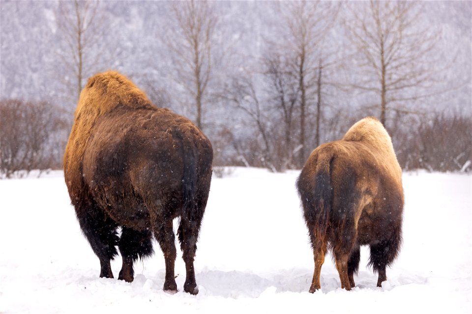 Wood bison in the snow