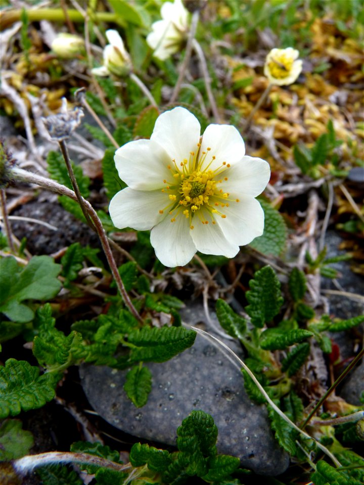 Dryas