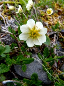 Dryas