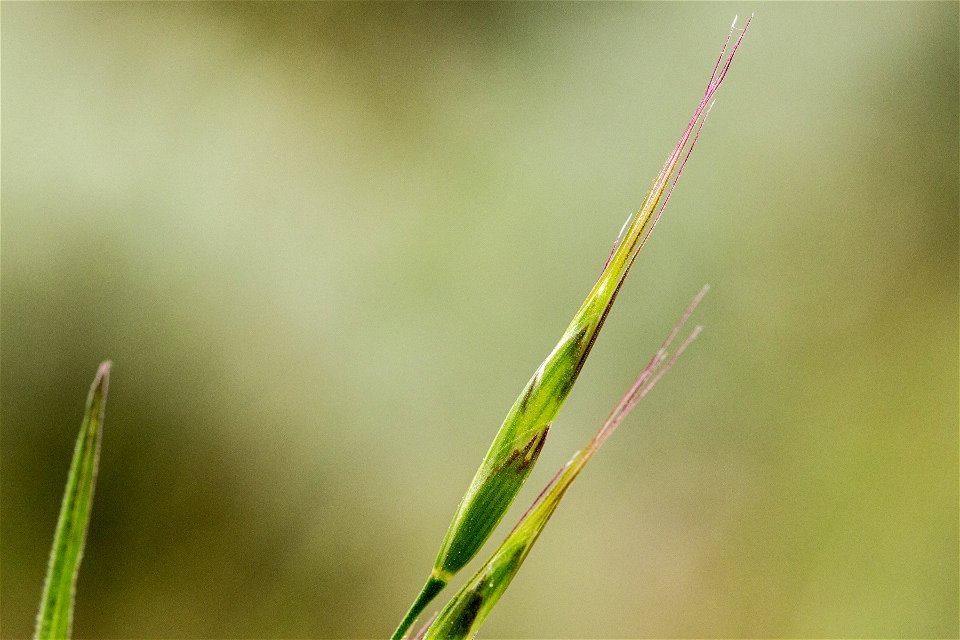 Bromus squarrosus