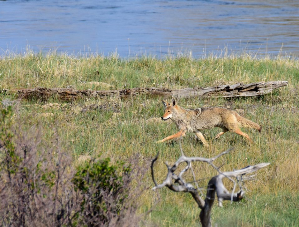 Coyote on Seedskadee National Wildlife Refuge photo