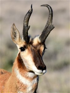 Pronghorn at Seedskadee National Wildlife Refuge