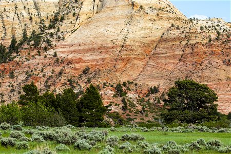 MAY 18 Sagebrush and junipers growing outside Zion National Park photo