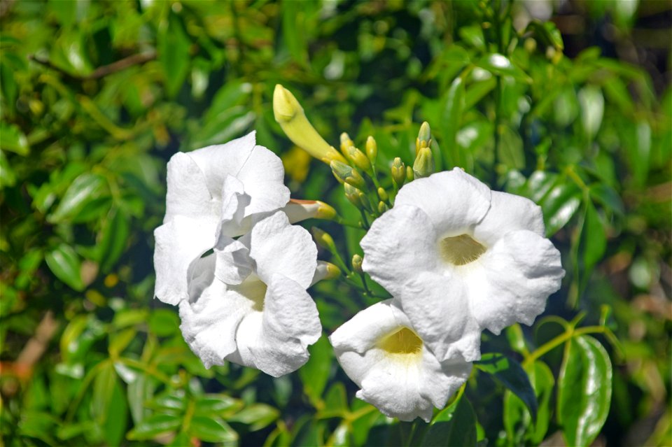 Spring Blossoms photo