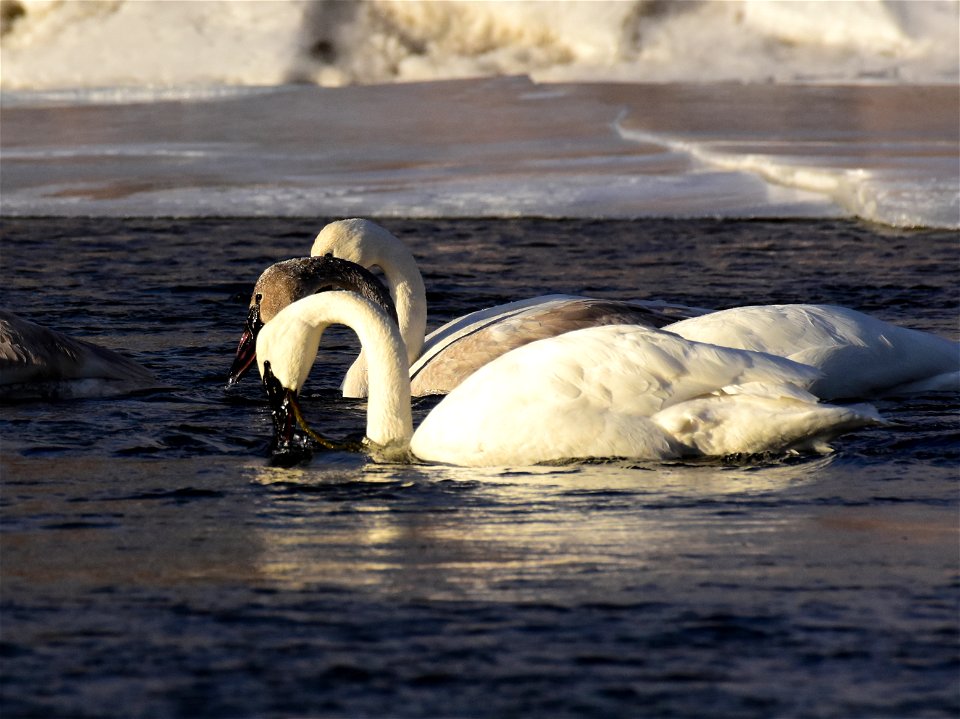 Trumpeter swans at Seedskadee National Wildlife Refuge