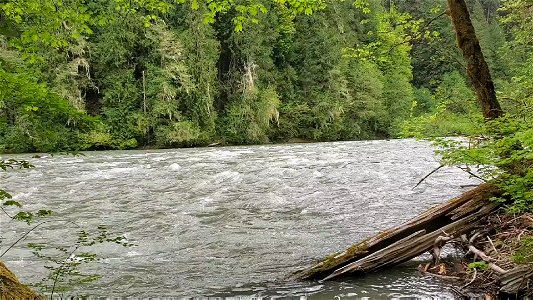 Springtime Sauk River running high near Darrington, Mt. Baker-Snoqualmie National Forest. Video by Anne Vassar May 17, 2021. photo