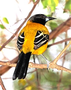 950 - AUDUBON'S ORIOLE (01-02-2023) national buttrtfly center, palmview, hidalgo co, tx -01