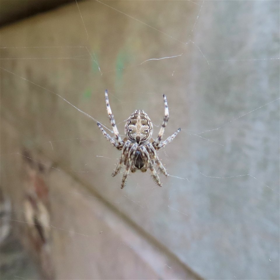 Spider photo