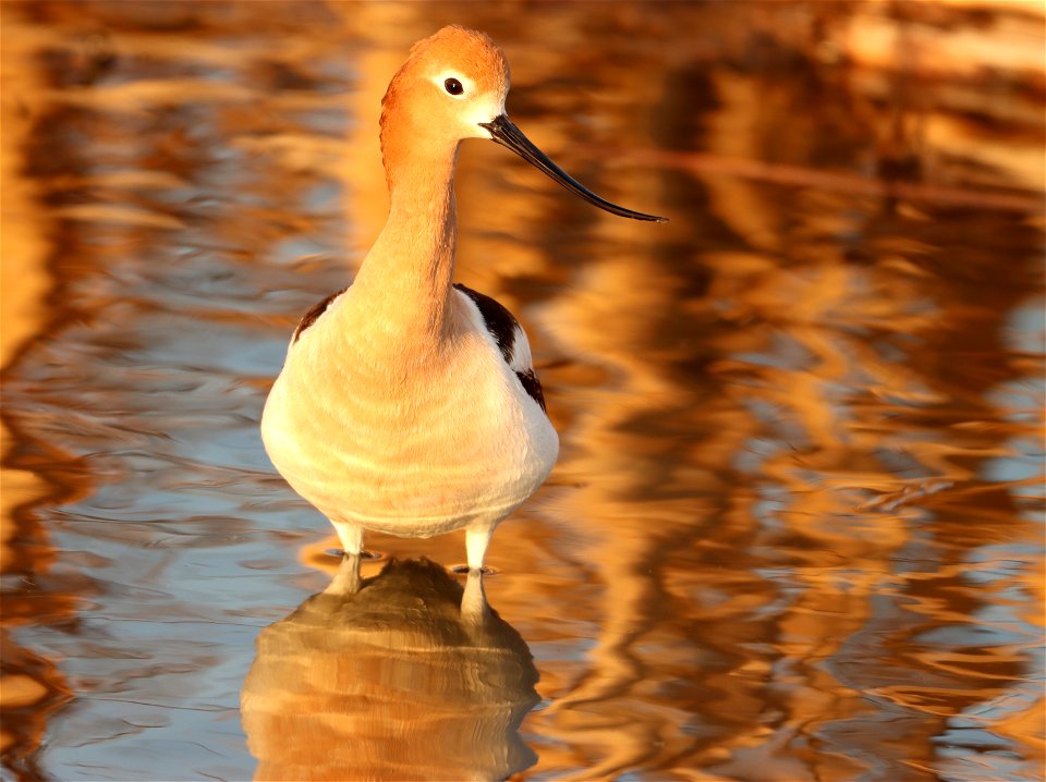 American Avocet Huron Wetland Management District, South Dakota