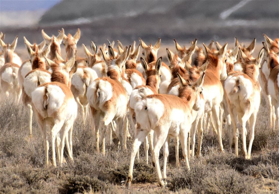 Pronghorn at Seedskadee National Wildlife Refuge