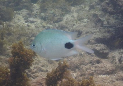 Abudefduf sparoides 6