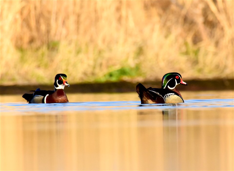 Wood duck at Seedskadee National Wildlife Refuge