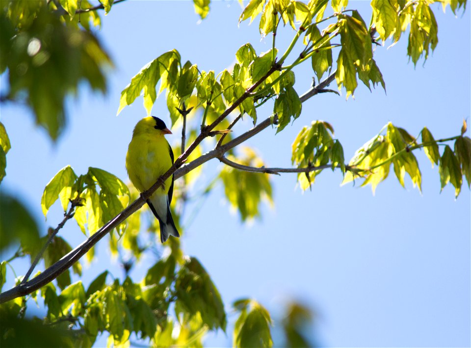 American Goldfinch
