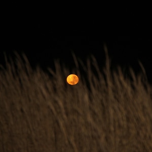Moon evening sunset