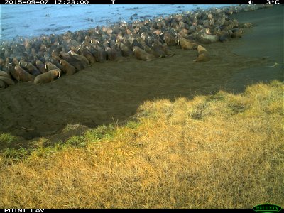 Disturbed Pacific walruses photo