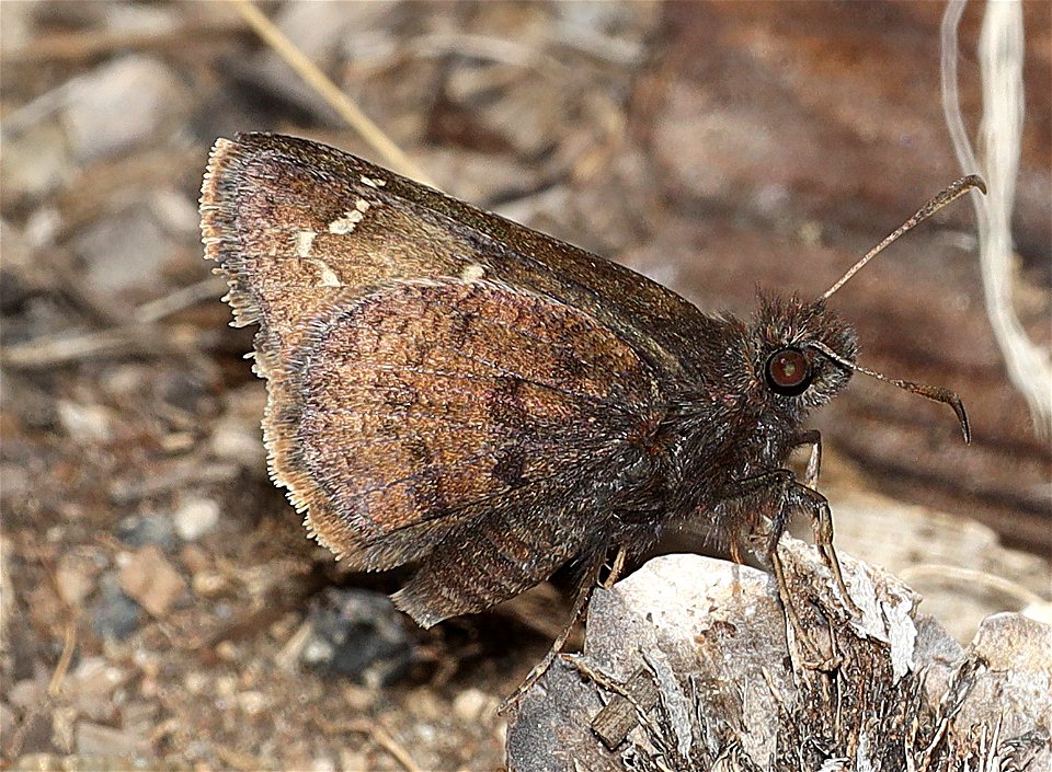 CLOUDYWING, AEMILEA (Thorybes aemilea) (07-04-2022) 6350 ft, three creek meadow campground, south of sisters, deschutes co, or (4)