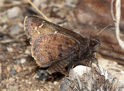 CLOUDYWING, AEMILEA (Thorybes aemilea) (07-04-2022) 6350 ft, three creek meadow campground, south of sisters, deschutes co, or (4)