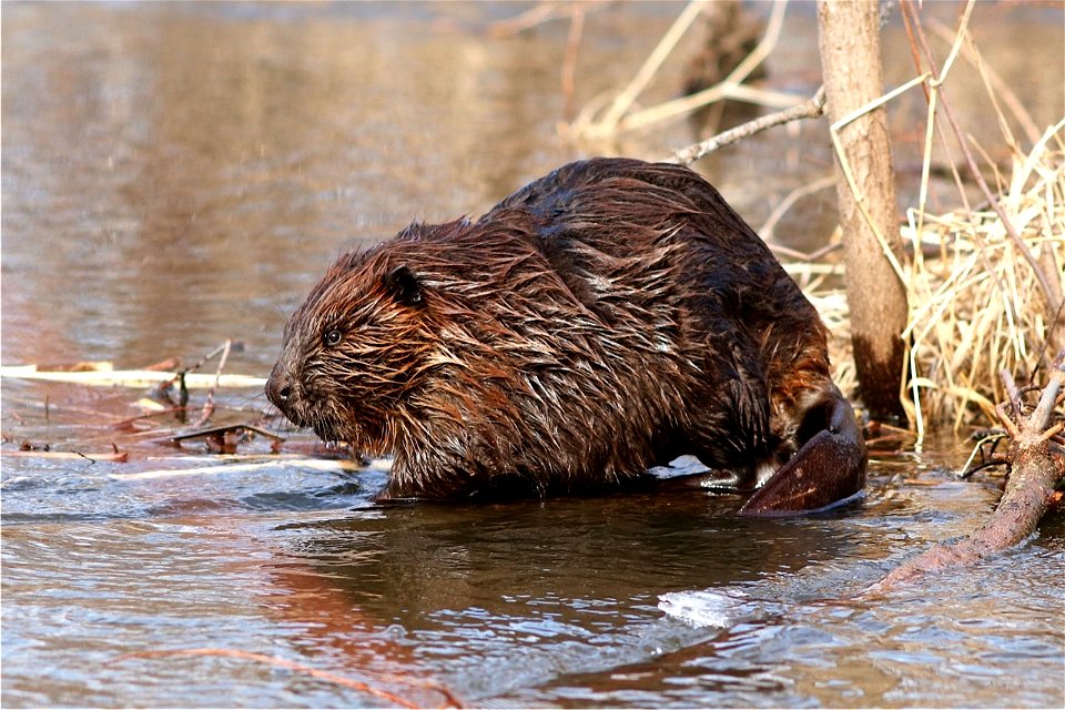 Beaver at Trempealeau National Wildlife Refuge photo