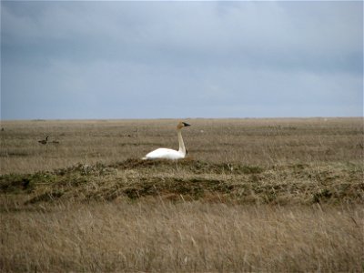 Swan on nest photo