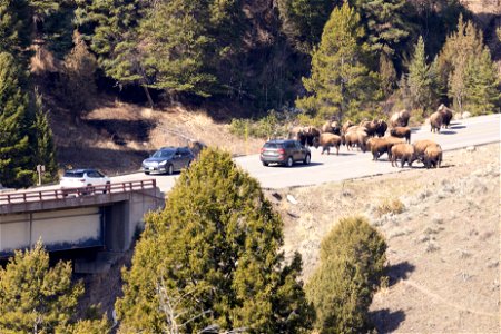 Bison in the road with traffic near Yllowstone River Bridge photo