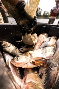 Invasive Carp Research on the James River in South Dakota. Photo: Sam Stukel (USFWS) photo