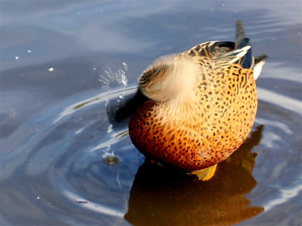 Water off a Ducks Beak