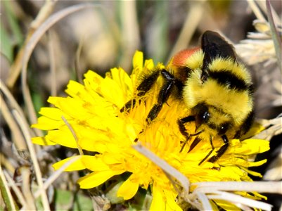 Hunt's bumble bee (Bombus huntii) on Seedskadee National Wildlife Refuge