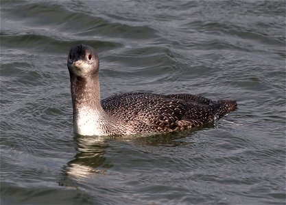 090 - RED-THROATED LOON (10-23-2021) crescent city harbor, del norte co, ca -02