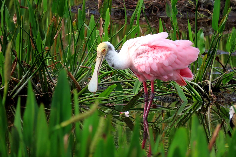 Roseate Spoonbill