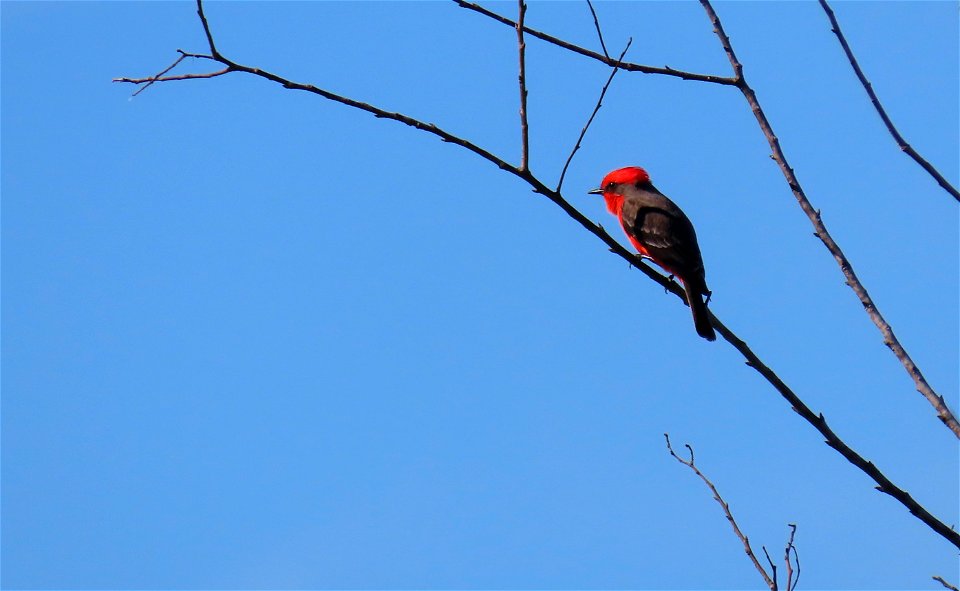 Vermilion Flycatcher