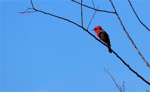 Vermilion Flycatcher photo