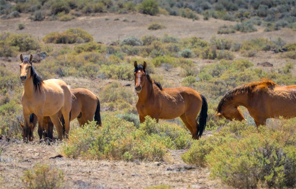 Wild Horses at Carter HMA