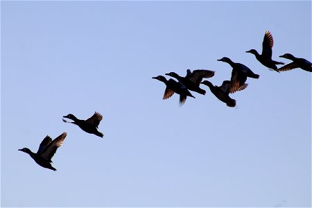 Blue-winged Teal Flying Owens Bay Lake Andes National Wildlife Refuge South Dakota photo