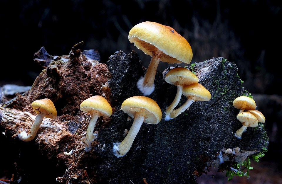 Galerina patagonica.??