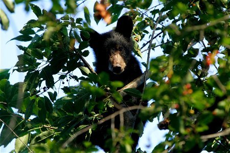 Black Bear in Tree photo