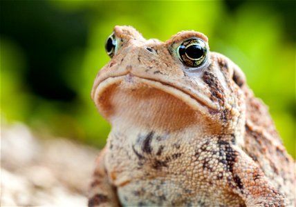 American Toad Close-up photo
