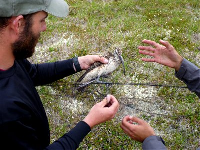 Removing Bristle-thighed Curlew from net photo