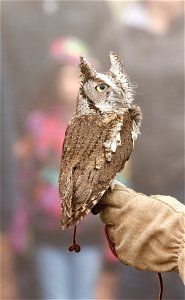 Bird of Prey Program: Screech Owl