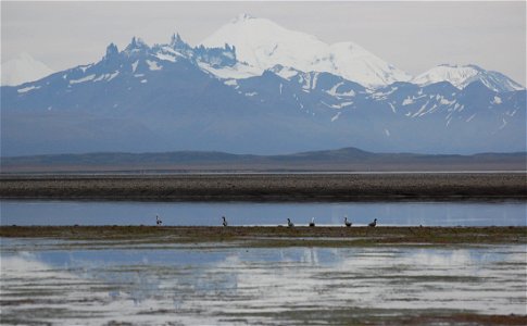 Emperor geese at Kinzarof Lagoon