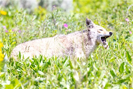 Coyote hunting sequence (3)