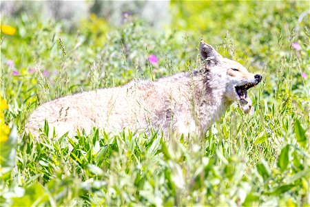 Coyote hunting sequence (3) photo