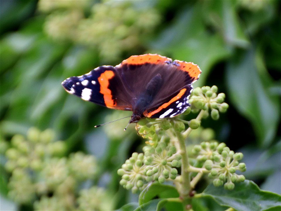 Flying Insect_03 photo