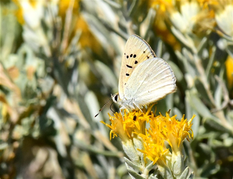 Ruddy Copper Lycaena rubidus at Seedskadee National Wildlife Refuge Wyoming