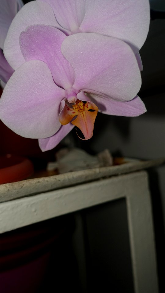 orchids-兰花_2023_0219_182203
