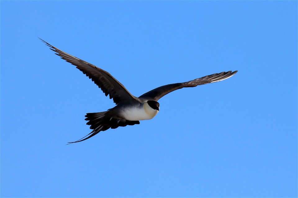 Long-tailed jaeger