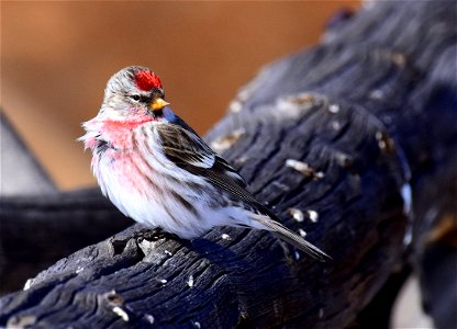 Common redpoll at Seedskadee National Wildlife Refuge