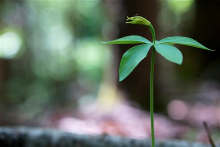 Small-whorled pogonia